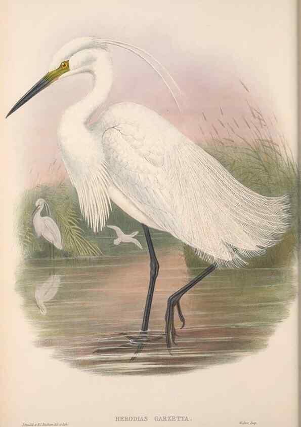 Reproducción/Reproduction 48914917841: The birds of Great Britain. London :Printed by Taylor and Francis, published by the author,1873.. 