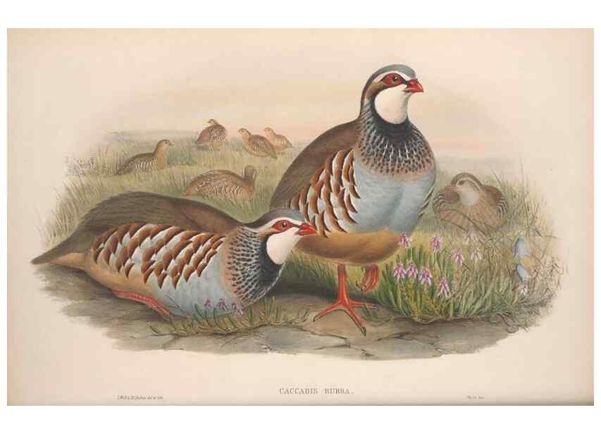 Reproducción/Reproduction 48915117917: The birds of Great Britain. London :Printed by Taylor and Francis, published by the author,1873.. 