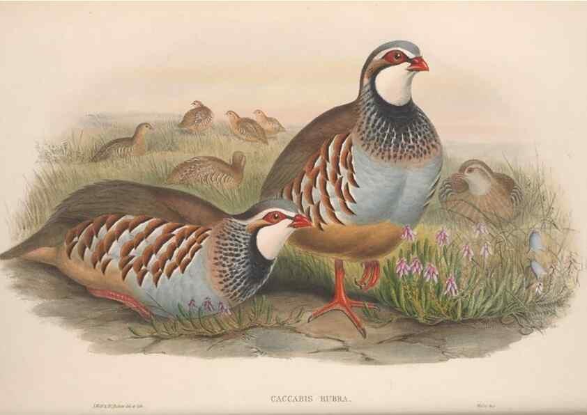 Reproducción/Reproduction 48915117917: The birds of Great Britain. London :Printed by Taylor and Francis, published by the author,1873.. 