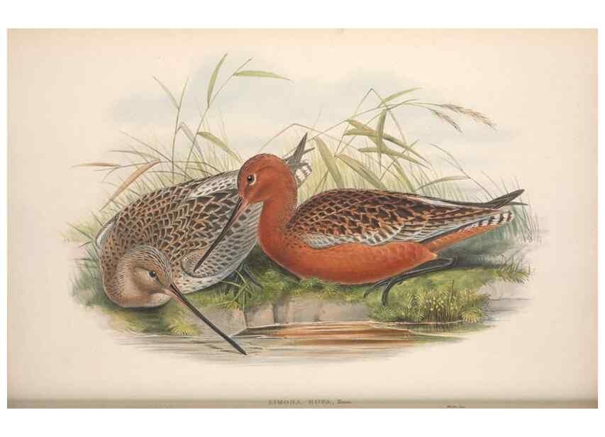 Reproducción/Reproduction 48914927051: The birds of Great Britain. London :Printed by Taylor and Francis, published by the author,1873.. 