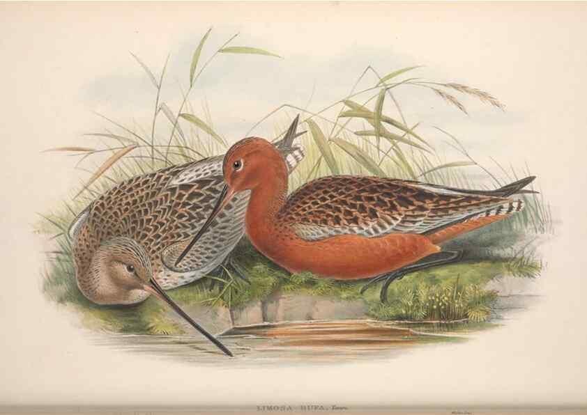 Reproducción/Reproduction 48914927051: The birds of Great Britain. London :Printed by Taylor and Francis, published by the author,1873.. 