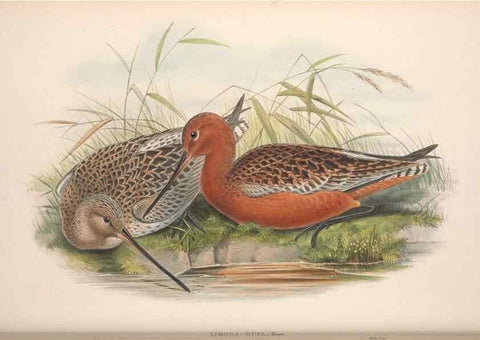 Reproducción/Reproduction 48914927051: The birds of Great Britain. London :Printed by Taylor and Francis, published by the author,1873.. 