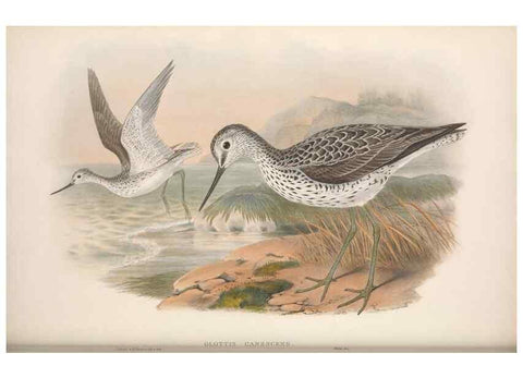 Reproducción/Reproduction 48914397573: The birds of Great Britain. London :Printed by Taylor and Francis, published by the author,1873.. 