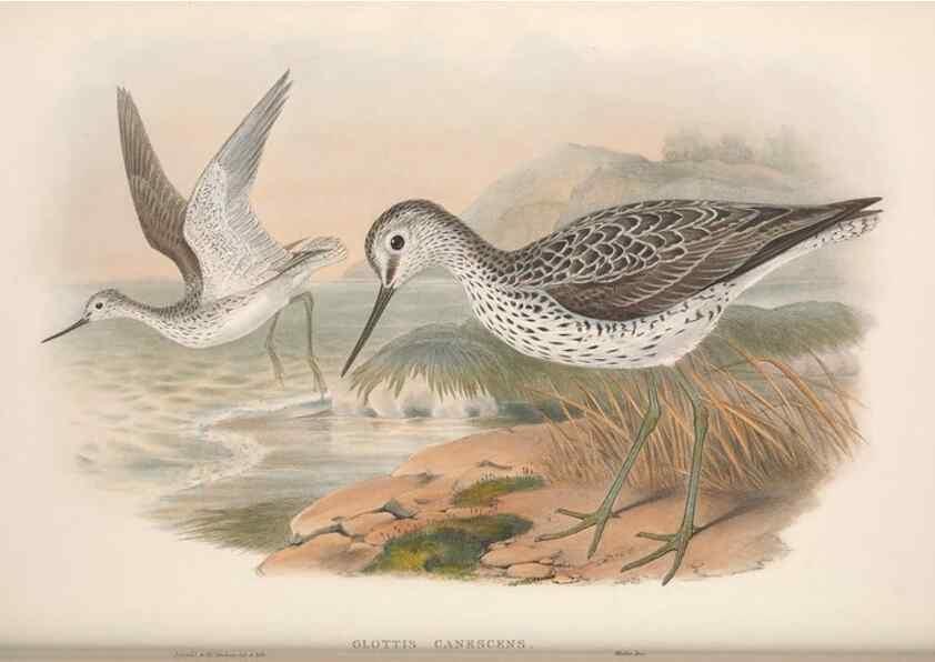 Reproducción/Reproduction 48914397573: The birds of Great Britain. London :Printed by Taylor and Francis, published by the author,1873.. 