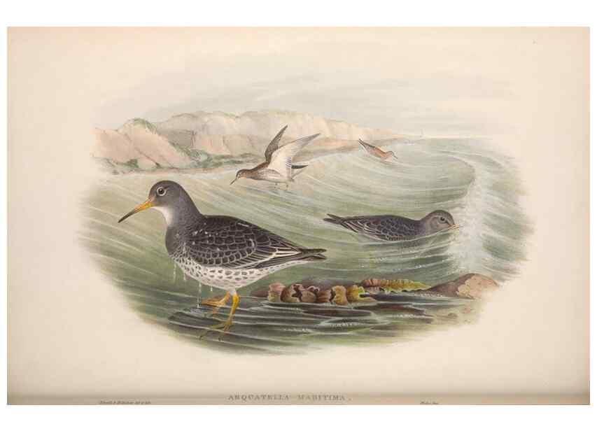 Reproducción/Reproduction 48914404418: The birds of Great Britain. London :Printed by Taylor and Francis, published by the author,1873.. 