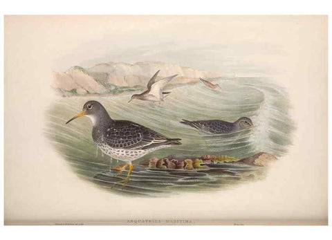 Reproducción/Reproduction 48914404418: The birds of Great Britain. London :Printed by Taylor and Francis, published by the author,1873.. 