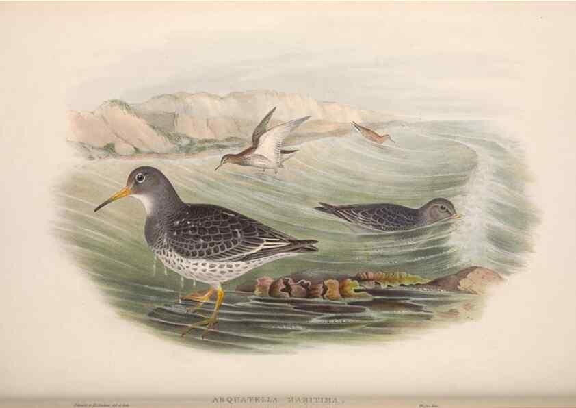 Reproducción/Reproduction 48914404418: The birds of Great Britain. London :Printed by Taylor and Francis, published by the author,1873.. 
