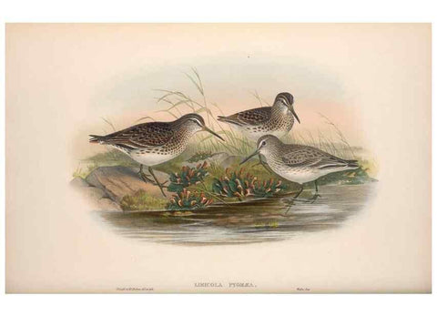 Reproducción/Reproduction 48915137602: The birds of Great Britain. London :Printed by Taylor and Francis, published by the author,1873.. 