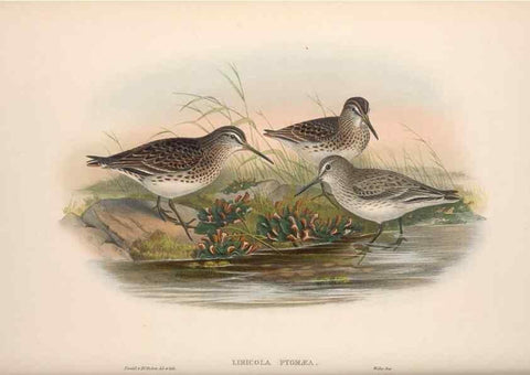 Reproducción/Reproduction 48915137602: The birds of Great Britain. London :Printed by Taylor and Francis, published by the author,1873.. 