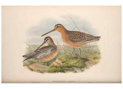Reproducción/Reproduction 48914935096: The birds of Great Britain. London :Printed by Taylor and Francis, published by the author,1873.. 
