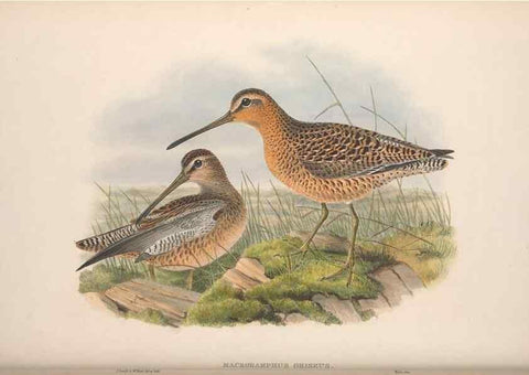 Reproducción/Reproduction 48914935096: The birds of Great Britain. London :Printed by Taylor and Francis, published by the author,1873.. 