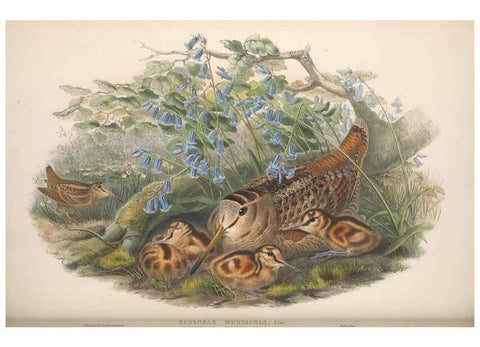 Reproducción/Reproduction 48914935466: The birds of Great Britain. London :Printed by Taylor and Francis, published by the author,1873.. 