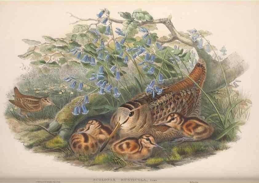 Reproducción/Reproduction 48914935466: The birds of Great Britain. London :Printed by Taylor and Francis, published by the author,1873.. 