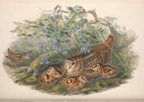 Reproducción/Reproduction 48914935466: The birds of Great Britain. London :Printed by Taylor and Francis, published by the author,1873.. 
