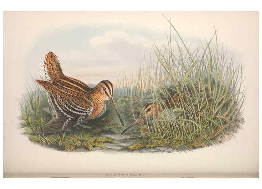 Reproducción/Reproduction 48914935821: The birds of Great Britain. London :Printed by Taylor and Francis, published by the author,1873.. 