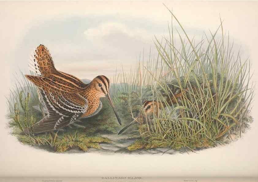 Reproducción/Reproduction 48914935821: The birds of Great Britain. London :Printed by Taylor and Francis, published by the author,1873.. 