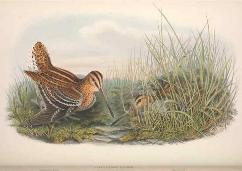 Reproducción/Reproduction 48914935821: The birds of Great Britain. London :Printed by Taylor and Francis, published by the author,1873.. 