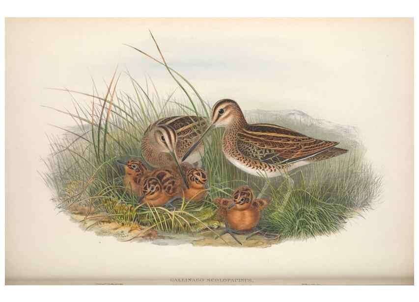 Reproducción/Reproduction 48914405998: The birds of Great Britain. London :Printed by Taylor and Francis, published by the author,1873.. 