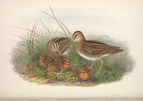 Reproducción/Reproduction 48914405998: The birds of Great Britain. London :Printed by Taylor and Francis, published by the author,1873.. 