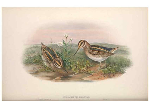 Reproducción/Reproduction 48914406313: The birds of Great Britain. London :Printed by Taylor and Francis, published by the author,1873.. 