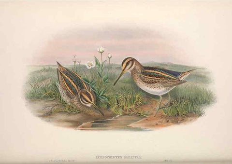 Reproducción/Reproduction 48914406313: The birds of Great Britain. London :Printed by Taylor and Francis, published by the author,1873.. 