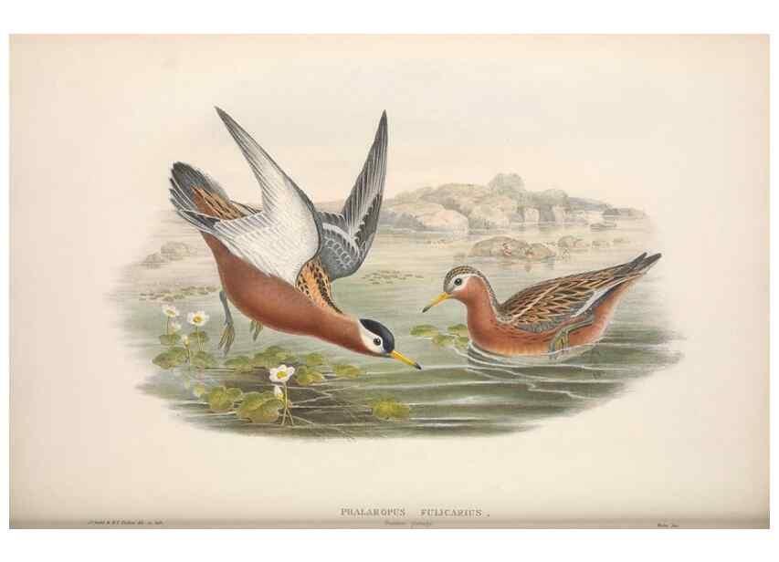 Reproducción/Reproduction 48914936871: The birds of Great Britain. London :Printed by Taylor and Francis, published by the author,1873.. 