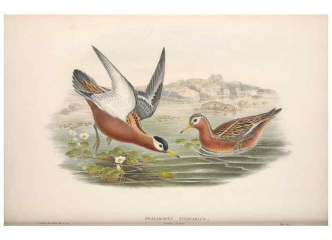 Reproducción/Reproduction 48914936871: The birds of Great Britain. London :Printed by Taylor and Francis, published by the author,1873.. 