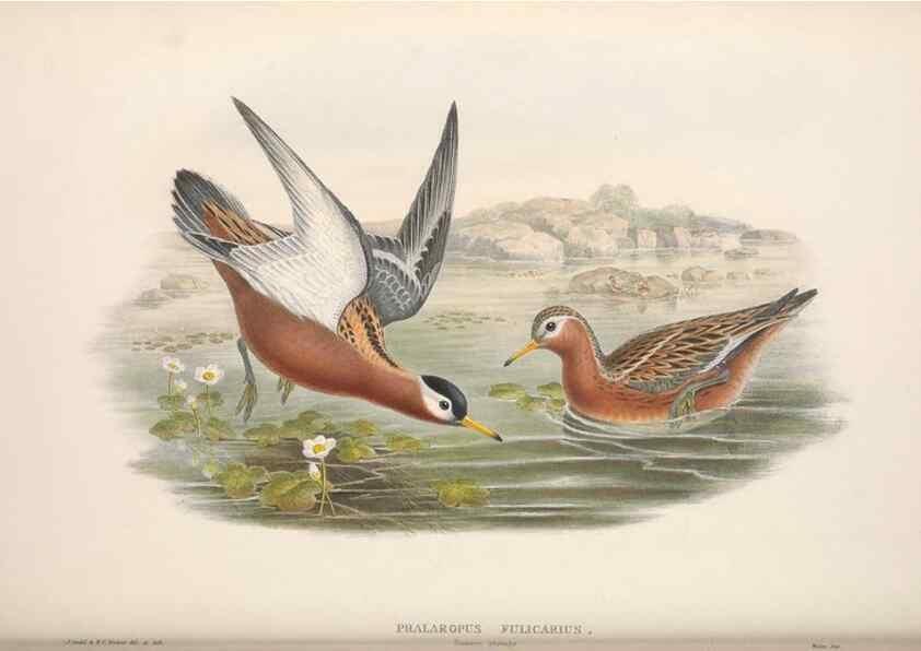 Reproducción/Reproduction 48914936871: The birds of Great Britain. London :Printed by Taylor and Francis, published by the author,1873.. 