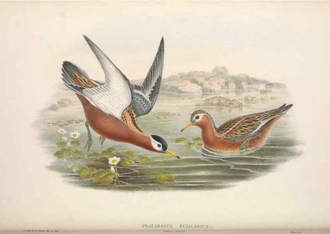 Reproducción/Reproduction 48914936871: The birds of Great Britain. London :Printed by Taylor and Francis, published by the author,1873.. 