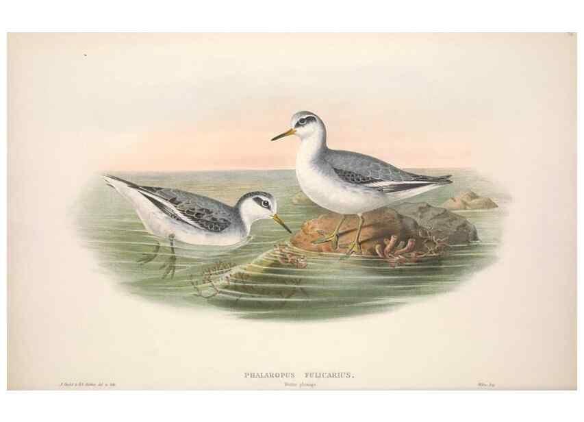 Reproducción/Reproduction 48915139947: The birds of Great Britain. London :Printed by Taylor and Francis, published by the author,1873.. 
