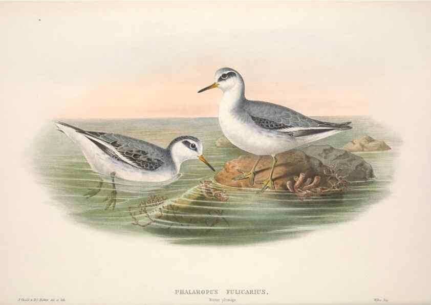 Reproducción/Reproduction 48915139947: The birds of Great Britain. London :Printed by Taylor and Francis, published by the author,1873.. 