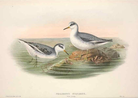 Reproducción/Reproduction 48915139947: The birds of Great Britain. London :Printed by Taylor and Francis, published by the author,1873.. 