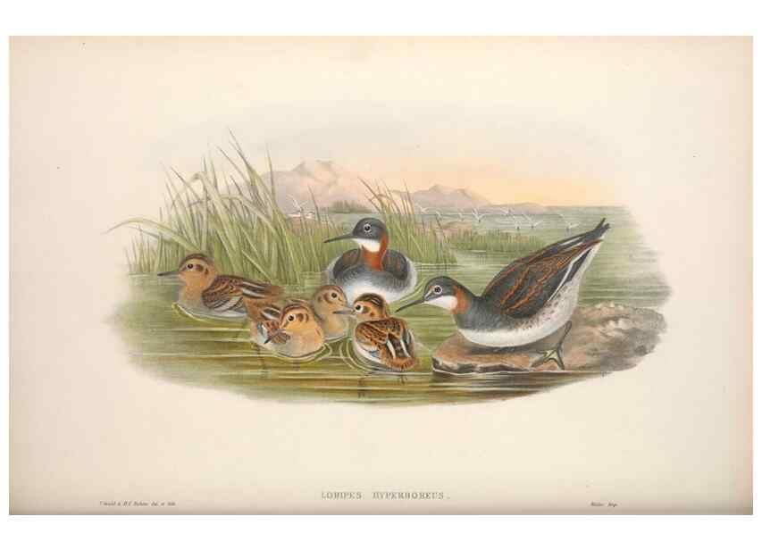 Reproducción/Reproduction 48914407333: The birds of Great Britain. London :Printed by Taylor and Francis, published by the author,1873.. 
