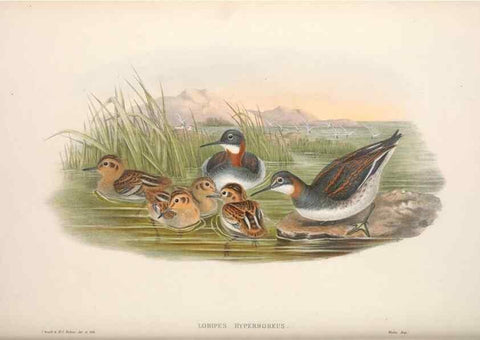 Reproducción/Reproduction 48914407333: The birds of Great Britain. London :Printed by Taylor and Francis, published by the author,1873.. 