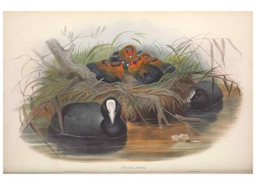 Reproducción/Reproduction 48915140767: The birds of Great Britain. London :Printed by Taylor and Francis, published by the author,1873.. 