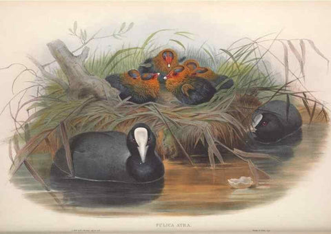 Reproducción/Reproduction 48915140767: The birds of Great Britain. London :Printed by Taylor and Francis, published by the author,1873.. 