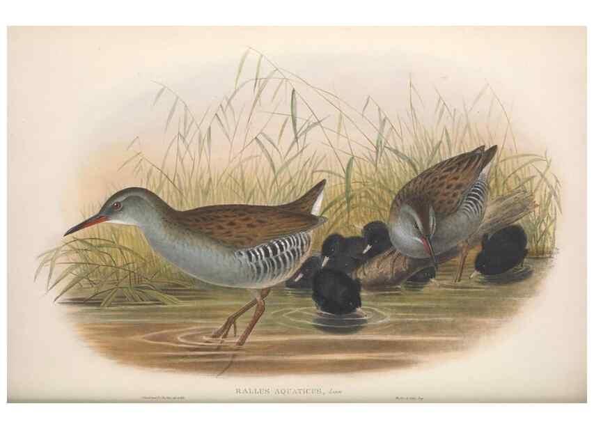 Reproducción/Reproduction 48915141562: The birds of Great Britain. London :Printed by Taylor and Francis, published by the author,1873.. 