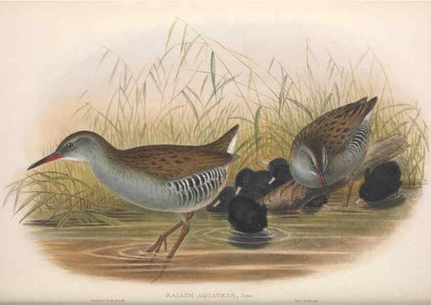 Reproducción/Reproduction 48915141562: The birds of Great Britain. London :Printed by Taylor and Francis, published by the author,1873.. 