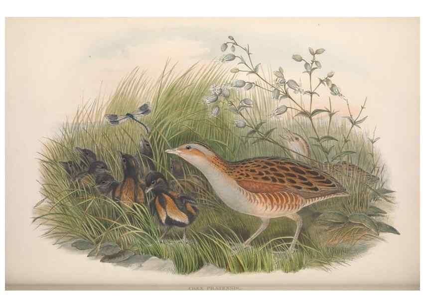 Reproducción/Reproduction 48915141977: The birds of Great Britain. London :Printed by Taylor and Francis, published by the author,1873.. 