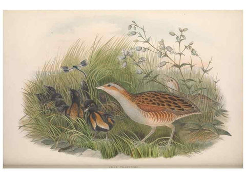 Reproducción/Reproduction 48915141977: The birds of Great Britain. London :Printed by Taylor and Francis, published by the author,1873.. 