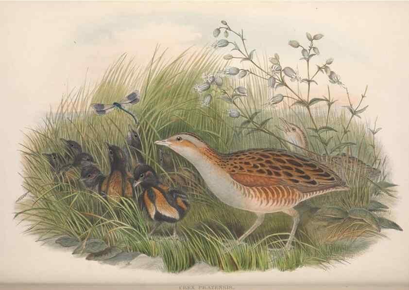 Reproducción/Reproduction 48915141977: The birds of Great Britain. London :Printed by Taylor and Francis, published by the author,1873.. 