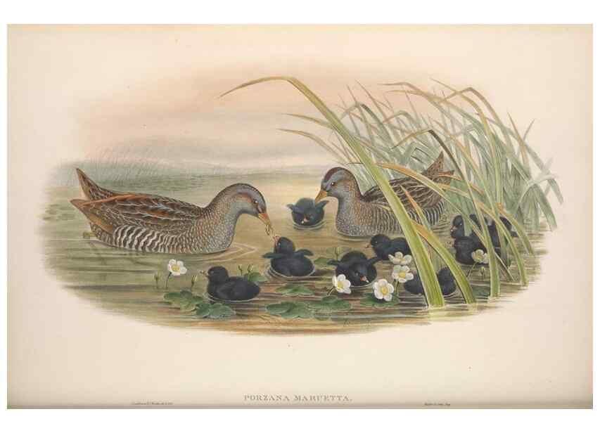 Reproducción/Reproduction 48914408998: The birds of Great Britain. London :Printed by Taylor and Francis, published by the author,1873.. 