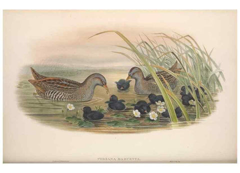 Reproducción/Reproduction 48914408998: The birds of Great Britain. London :Printed by Taylor and Francis, published by the author,1873.. 
