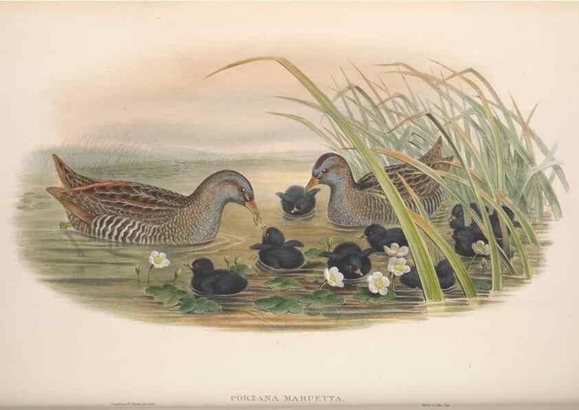 Reproducción/Reproduction 48914408998: The birds of Great Britain. London :Printed by Taylor and Francis, published by the author,1873.. 