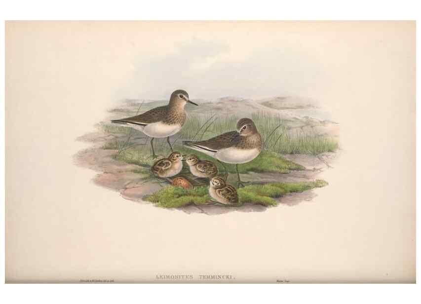 Reproducción/Reproduction 48914404068: The birds of Great Britain. London :Printed by Taylor and Francis, published by the author,1873.. 