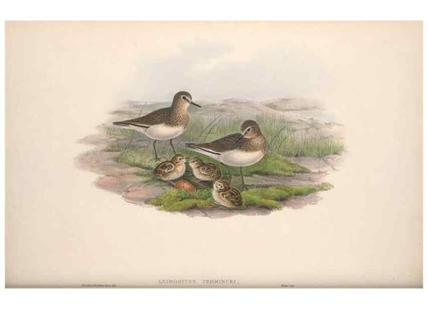 Reproducción/Reproduction 48914404068: The birds of Great Britain. London :Printed by Taylor and Francis, published by the author,1873.. 