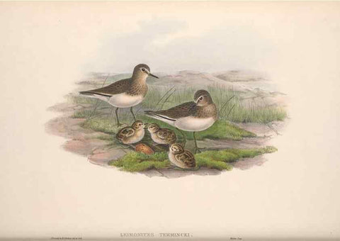 Reproducción/Reproduction 48914404068: The birds of Great Britain. London :Printed by Taylor and Francis, published by the author,1873.. 