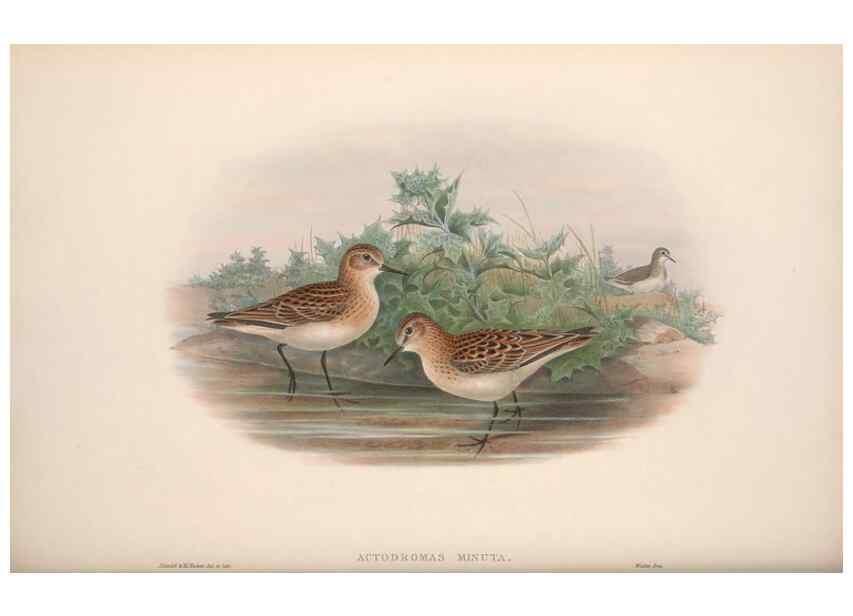 Reproducción/Reproduction 48915136722: The birds of Great Britain. London :Printed by Taylor and Francis, published by the author,1873.. 