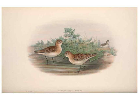 Reproducción/Reproduction 48915136722: The birds of Great Britain. London :Printed by Taylor and Francis, published by the author,1873.. 