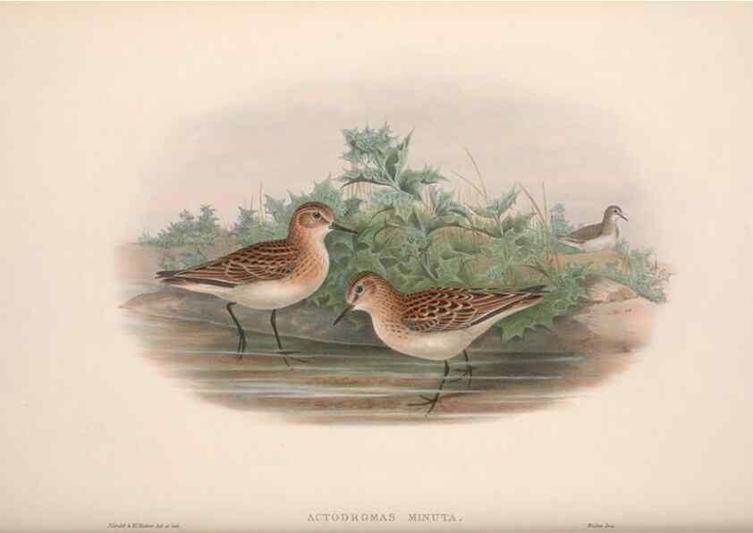 Reproducción/Reproduction 48915136722: The birds of Great Britain. London :Printed by Taylor and Francis, published by the author,1873.. 